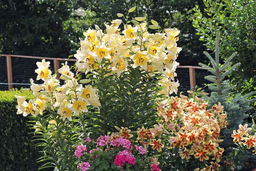 Lilien